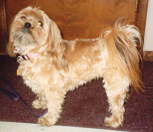 sugar_my_dog.jpg